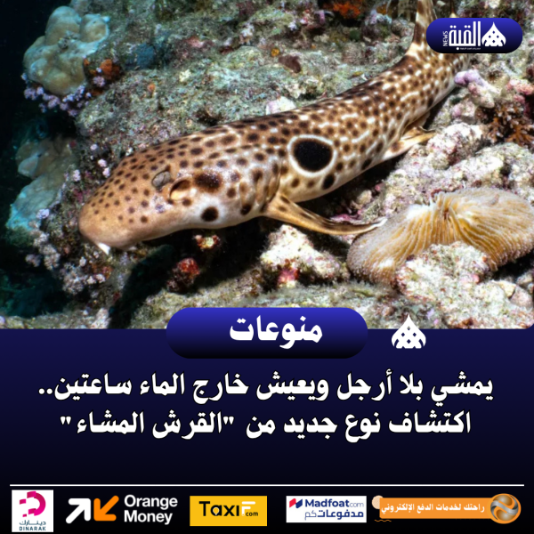 يمشي بلا أرجل ويعيش خارج الماء ساعتين.. اكتشاف نوع جديد من القرش المشاء