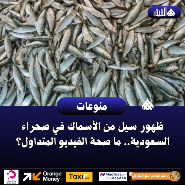 ظهور سيل من الأسماك في صحراء السعودية.. ما صحة الفيديو المتداول؟