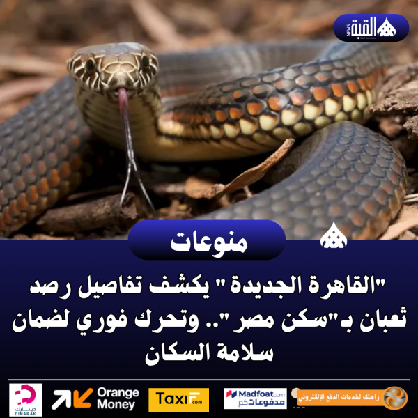 القاهرة الجديدة يكشف تفاصيل رصد ثعبان بـسكن مصر.. وتحرك فوري لضمان سلامة السكان