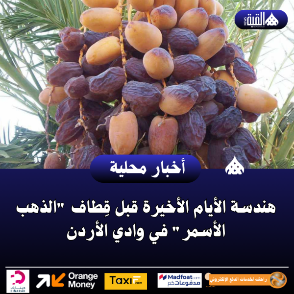 هندسة الأيام الأخيرة قبل قِطاف الذهب الأسمر في وادي الأردن