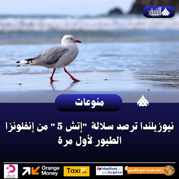نيوزيلندا ترصد سلالة إتش 5 من إنفلونزا الطيور لأول مرة