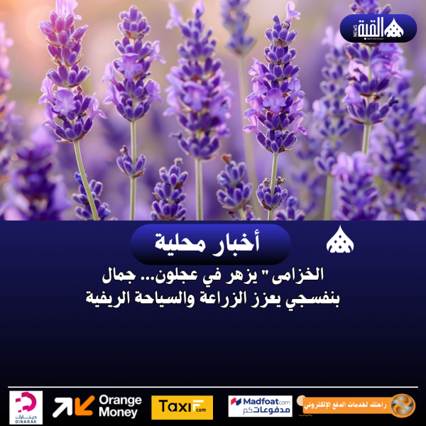 الخزامى يزهر في عجلون... جمال بنفسجي يعزز الزراعة والسياحة الريفية