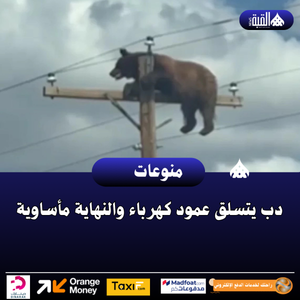 دب يتسلق عمود كهرباء والنهاية مأساوية