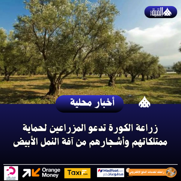 زراعة الكورة تدعو المزراعين لحماية ممتلكاتهم وأشجارهم من آفة النمل الأبيض