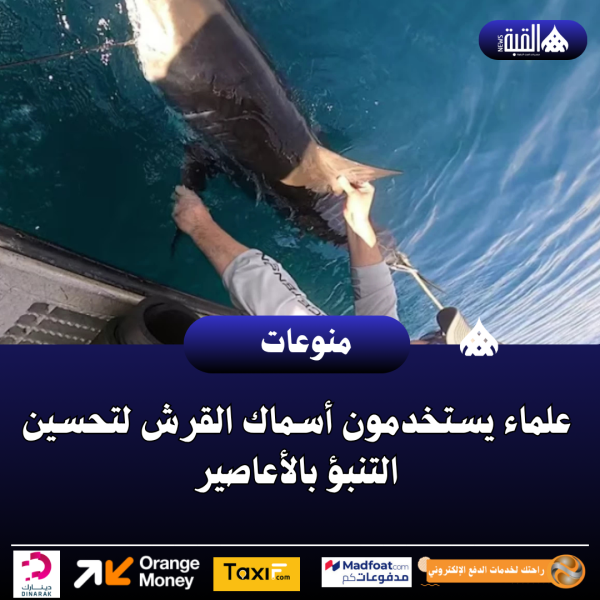 علماء يستخدمون أسماك القرش لتحسين التنبؤ بالأعاصير