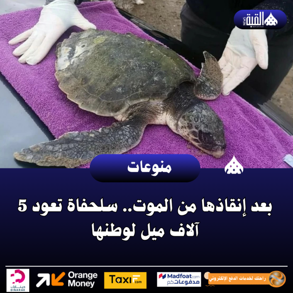 بعد إنقاذها من الموت.. سلحفاة تعود 5 آلاف ميل لوطنها