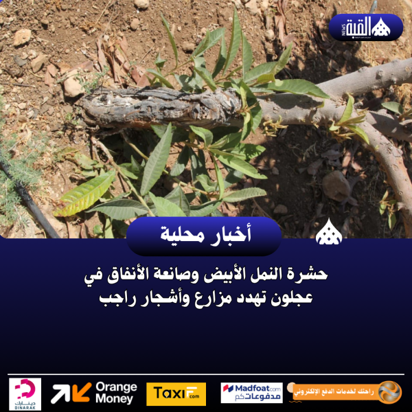 حشرة النمل الأبيض وصانعة الأنفاق في عجلون تهدد مزارع وأشجار راجب