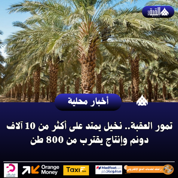 تمور العقبة.. نخيل يمتد على أكثر من 10 آلاف دونم وإنتاج يقترب من 800 طن