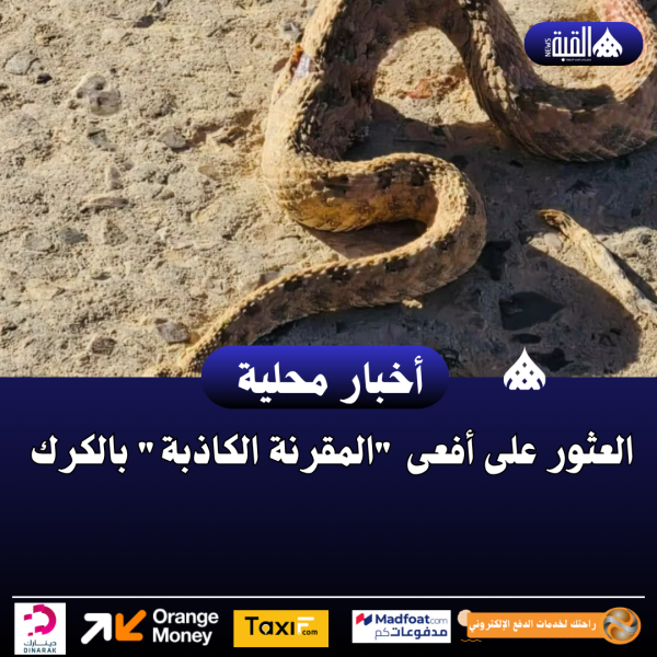 العثور على أفعى المقرنة الكاذبة بالكرك ..