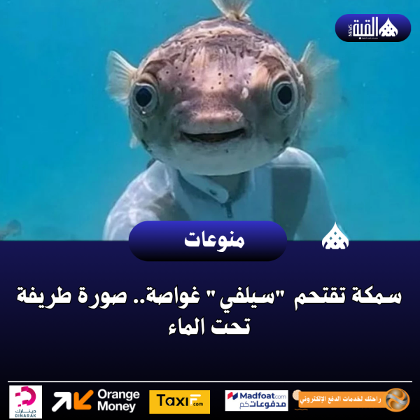 سمكة تقتحم سيلفي غواصة.. صورة طريفة تحت الماء