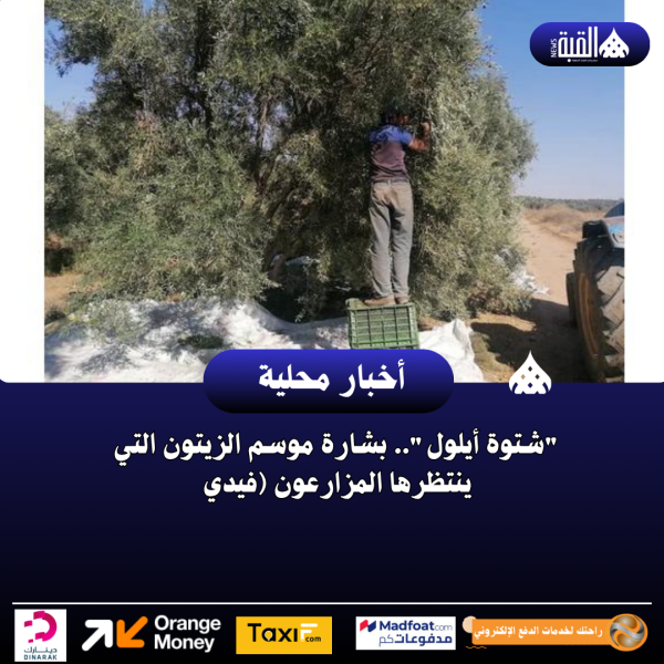 شتوة أيلول.. بشارة موسم الزيتون التي ينتظرها المزارعون (فيدي