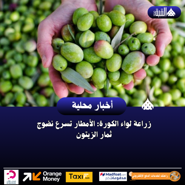 زراعة لواء الكورة: الأمطار تسرع نضوج ثمار الزيتون