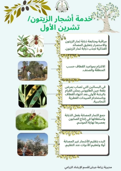 مديرية زراعة جرش تنصح مزارعين الزيتون