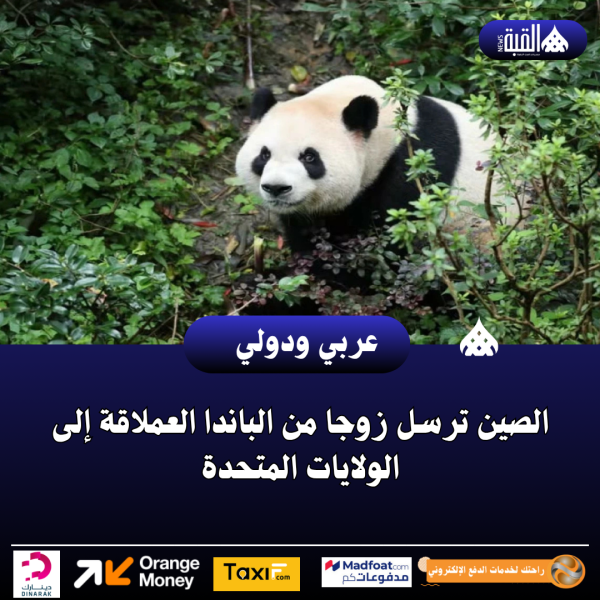 الصين ترسل زوجا من الباندا العملاقة إلى الولايات المتحدة