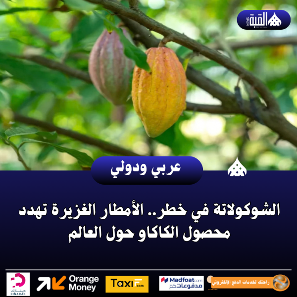 الشوكولاتة في خطر.. الأمطار الغزيرة تهدد محصول الكاكاو حول العالم