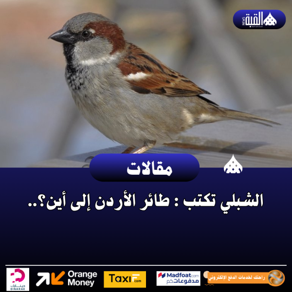 الشبلي تكتب : طائر الأردن إلى أين؟..