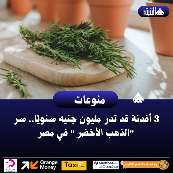 3 أفدنة قد تدر مليون جنيه سنويًا.. سر الذهب الأخضر في مصر