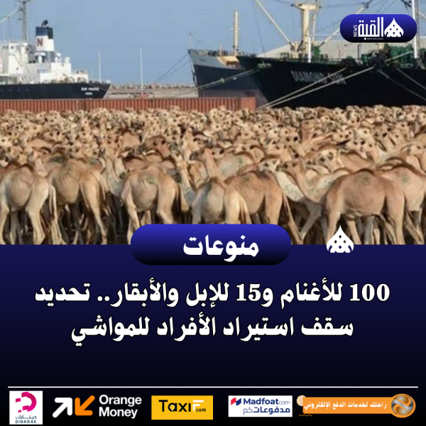 100 للأغنام و15 للإبل والأبقار.. تحديد سقف استيراد الأفراد للمواشي
