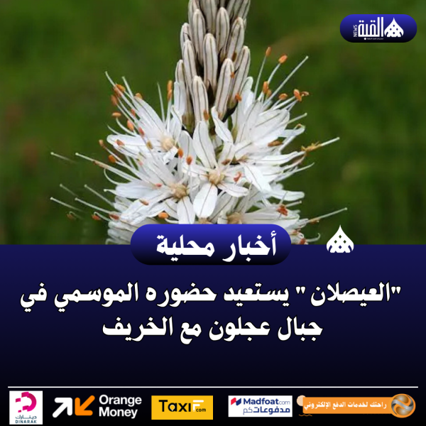 العيصلان يستعيد حضوره الموسمي في جبال عجلون مع الخريف