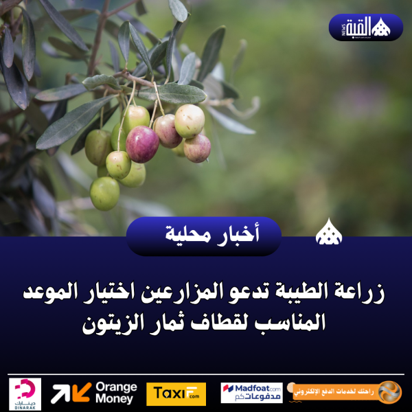 زراعة الطيبة تدعو المزارعين اختيار الموعد المناسب لقطاف ثمار الزيتون