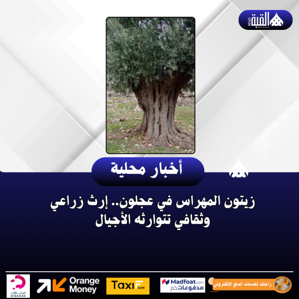 زيتون المهراس في عجلون.. إرث زراعي وثقافي تتوارثه الأجيال