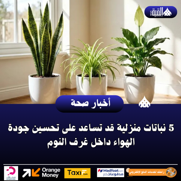 5 نباتات منزلية قد تساعد على تحسين جودة الهواء داخل غرف النوم