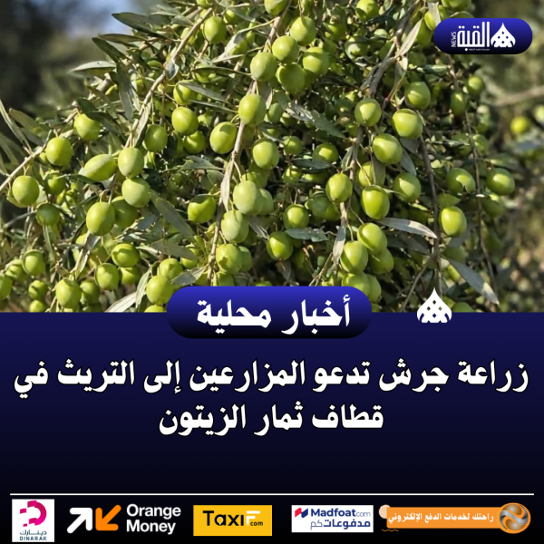 زراعة جرش تدعو المزارعين إلى التريث في قطاف ثمار الزيتون