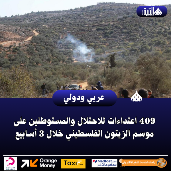 409 اعتداءات للاحتلال والمستوطنين على موسم الزيتون الفلسطيني خلال 3 أسابيع